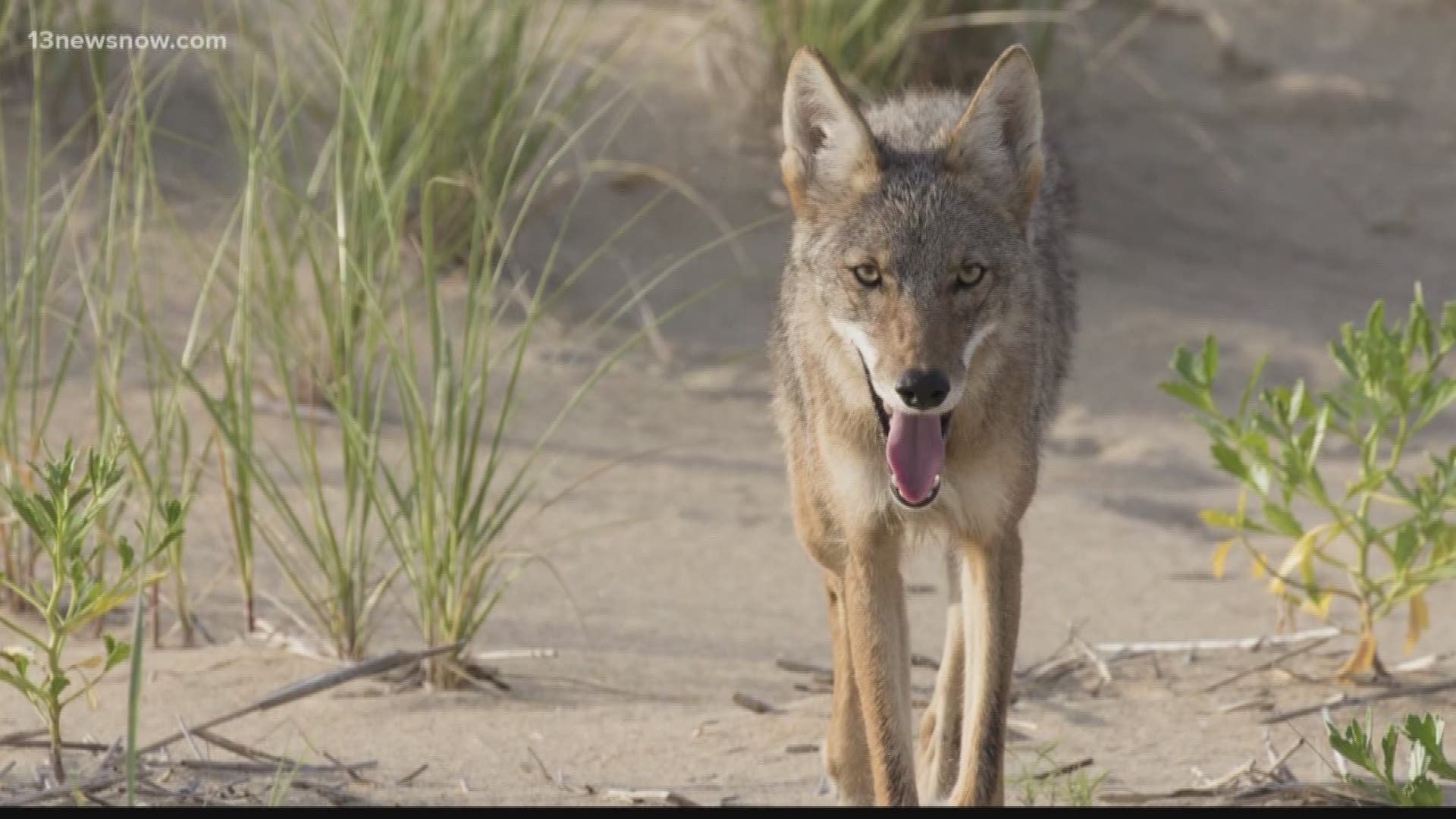 The coyotes in Virginia Beach are here to stay, so First Landing State Park officials are educating the public.