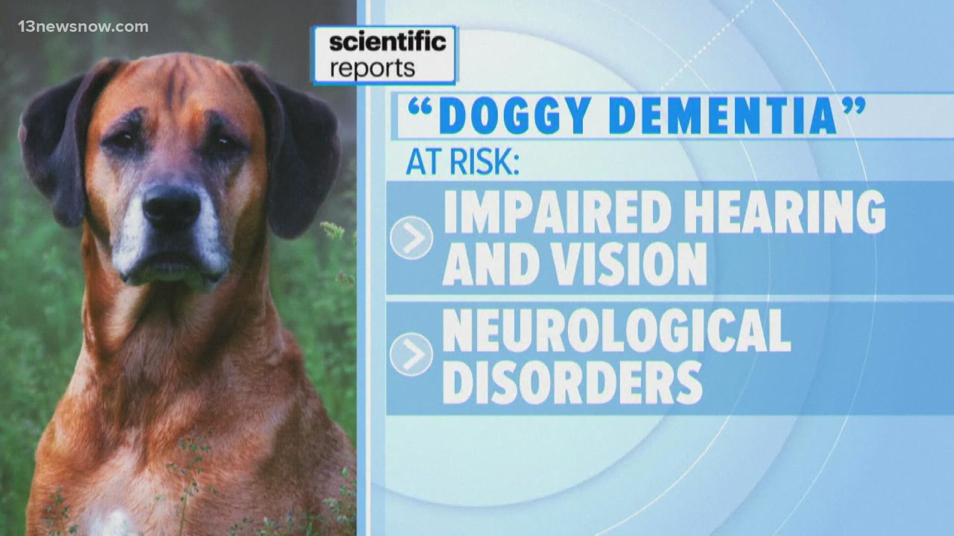 Is My Dog Getting Dementia