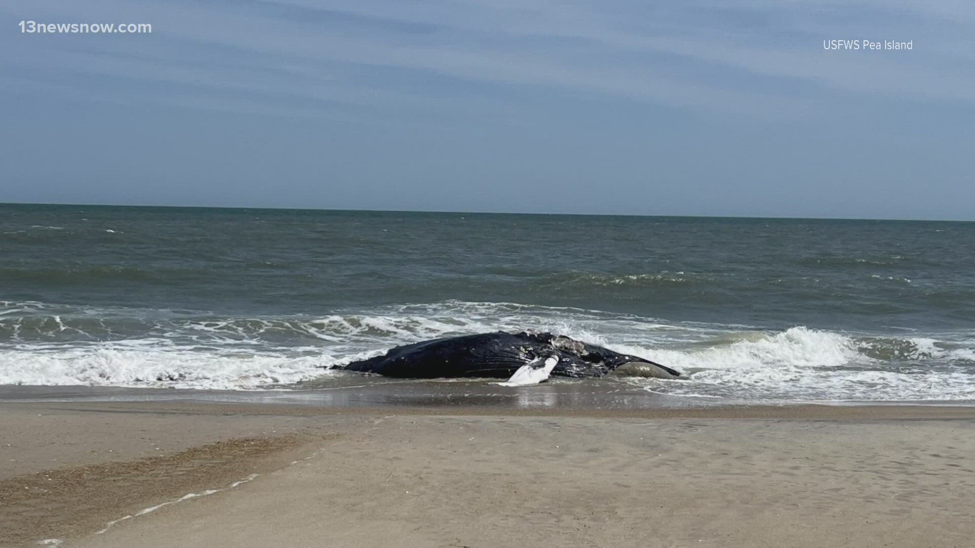 . The humpback whale is sitting on the shore of Pea Island National Wildlife Refuge tonight.