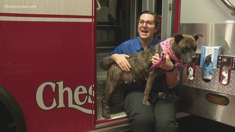 Chesapeake Animal Services brings dogs to visit city's fire department every month