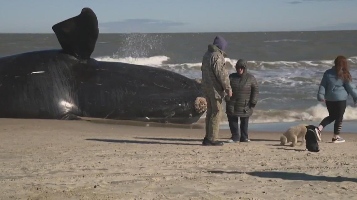 Report highlights speeding boats leading to whale deaths - Vimarsana News