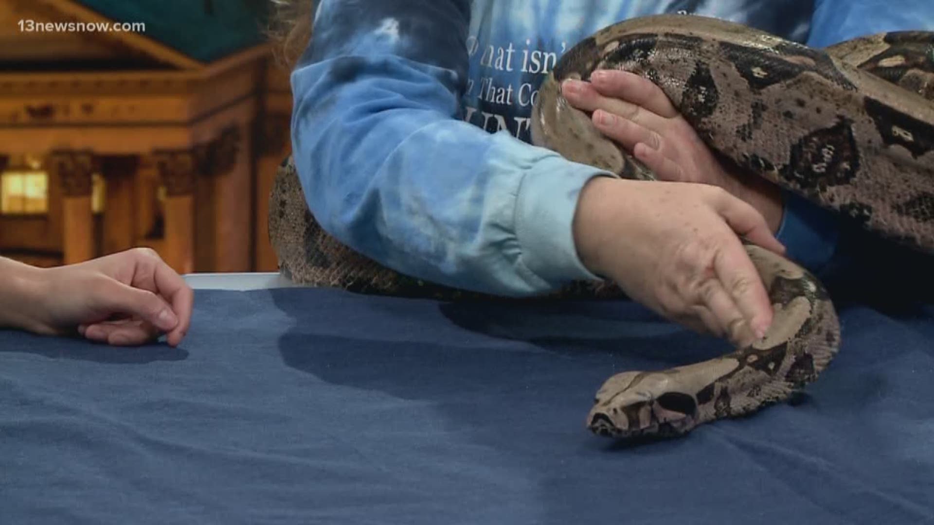 Scarlet the snake is not up adoption and comes from The Bunny Hutch in Virginia Beach.