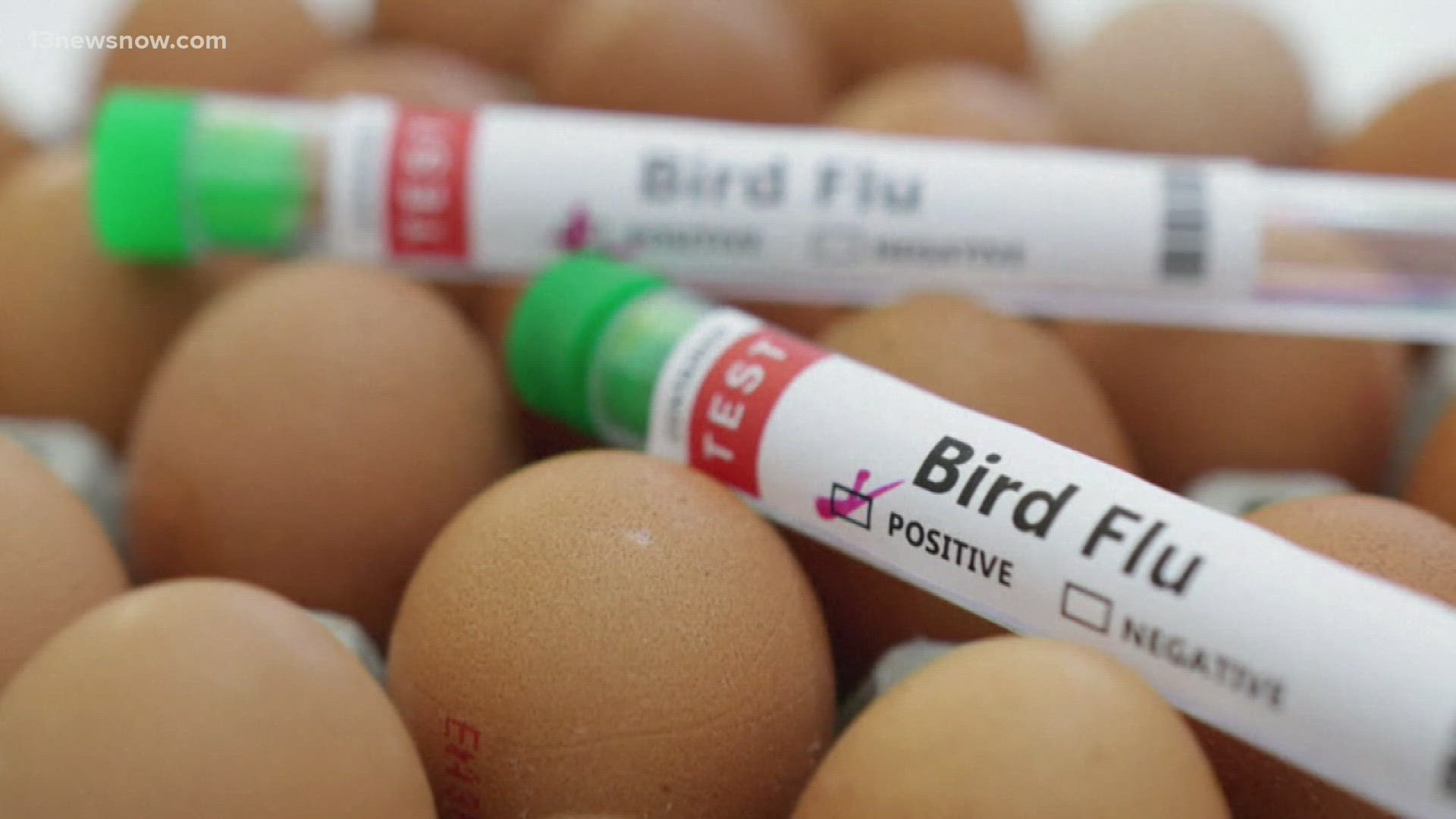 The Virginia Department of Wildlife Resources says there is an uptick in cases of bird flu!