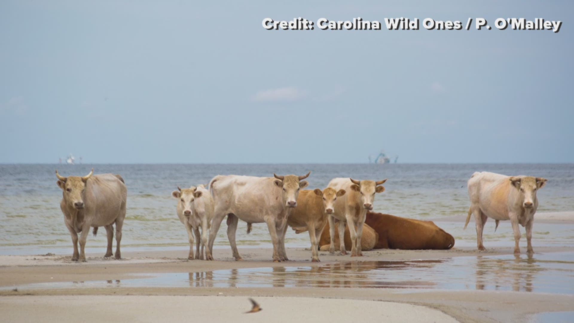 A compilation of photos showing a herd of wild cows and horses roaming the shores of Cedar Island, North Carolina.