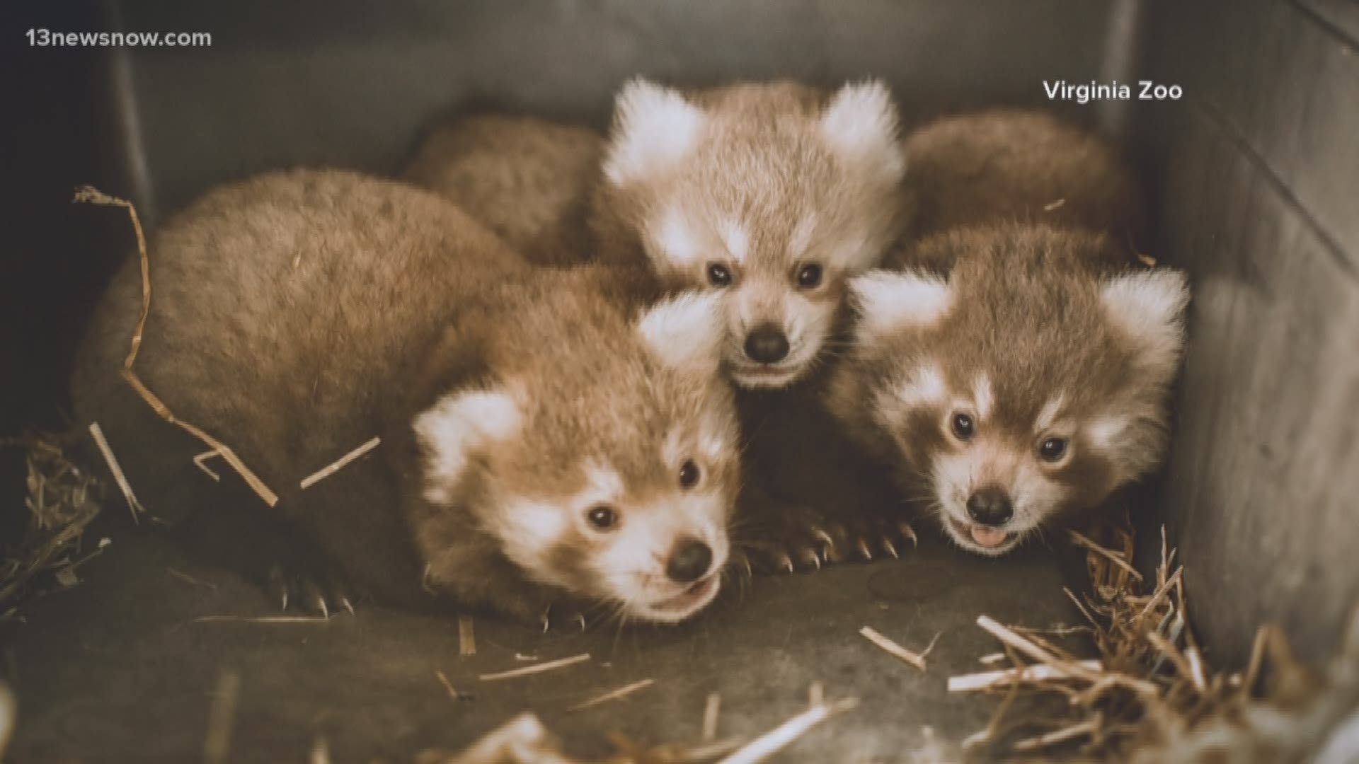It didn't take long for the red panda triplets to have their names picked. The Zoo auctioned off the rights to name them, and it only took a few days for the auction to close.