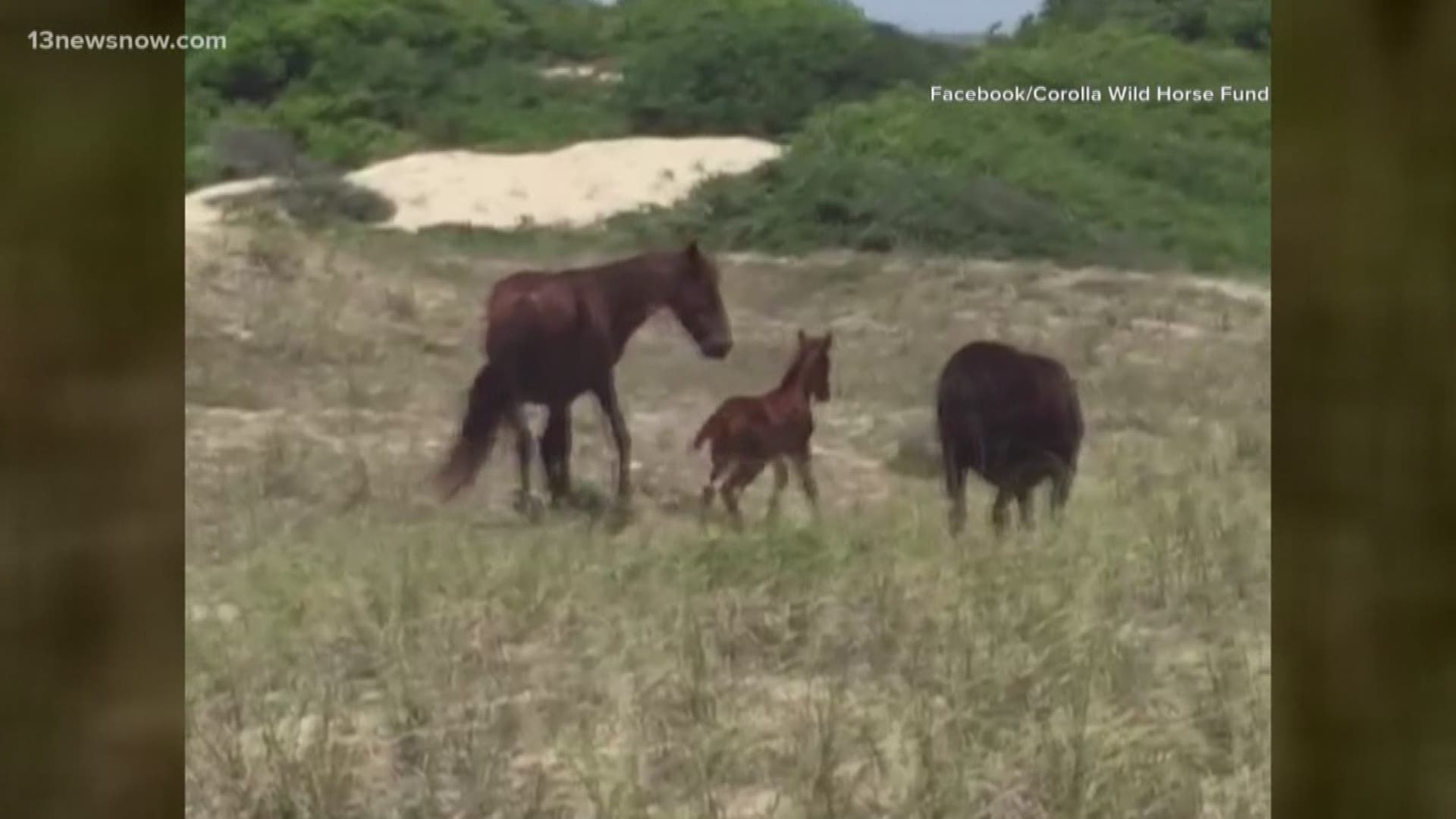 A fifth addition was added to the wild horse herd in Corolla, North Carolina after being born last Monday.