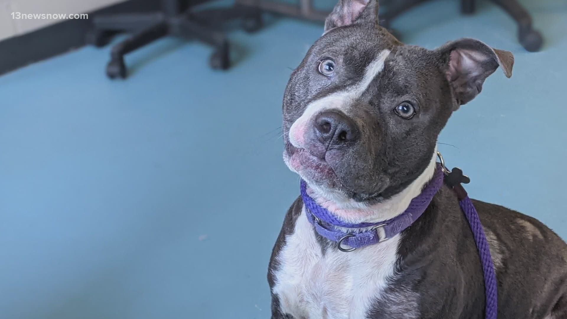 Sydney is believed to be younger than two years old. Living a life of neglect, her shelter, Portsmouth Humane Society, is hopeful for a forever home.
