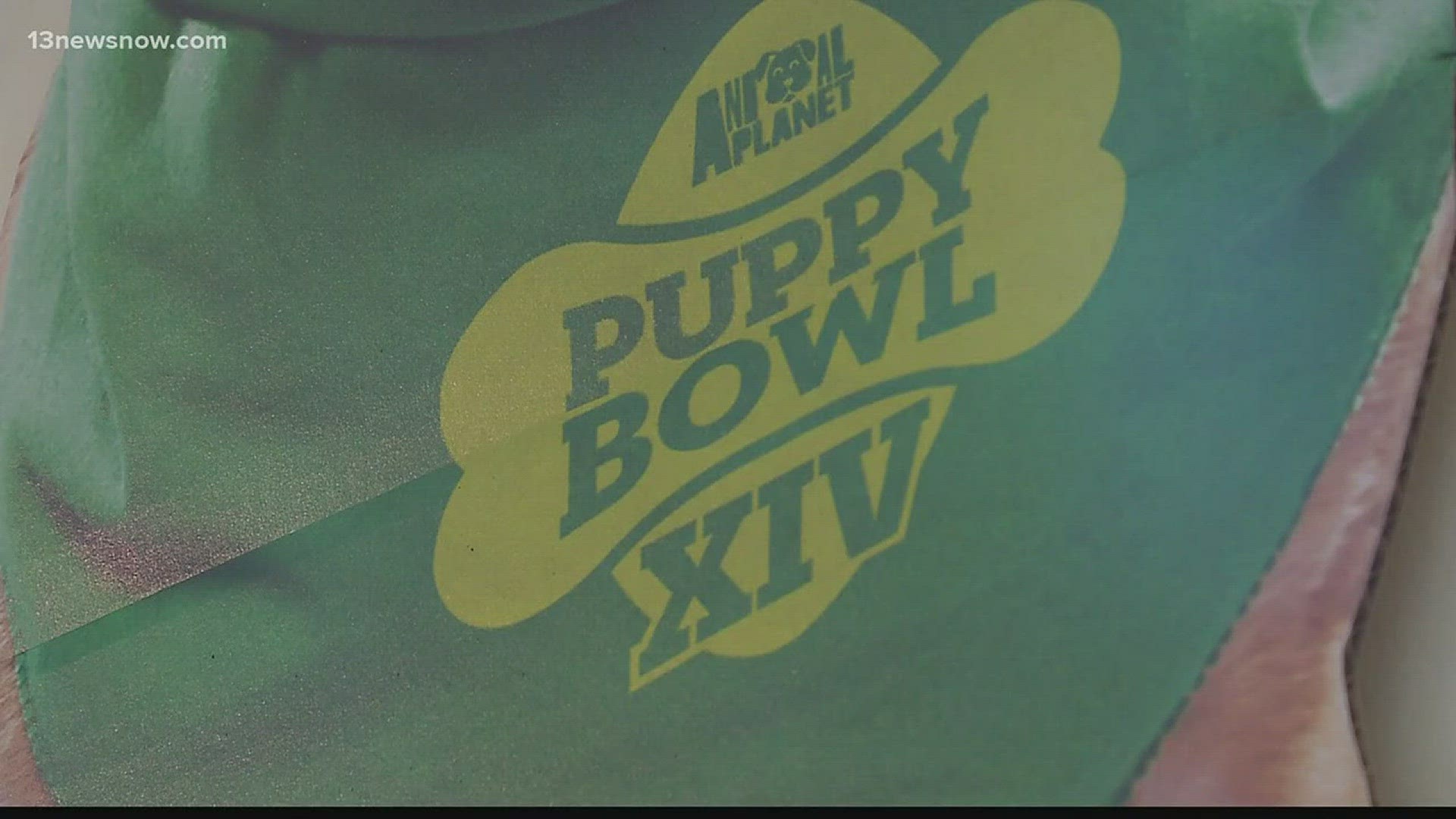 On February 4th the lights come on for the Puppy Bowl on Animal Planet