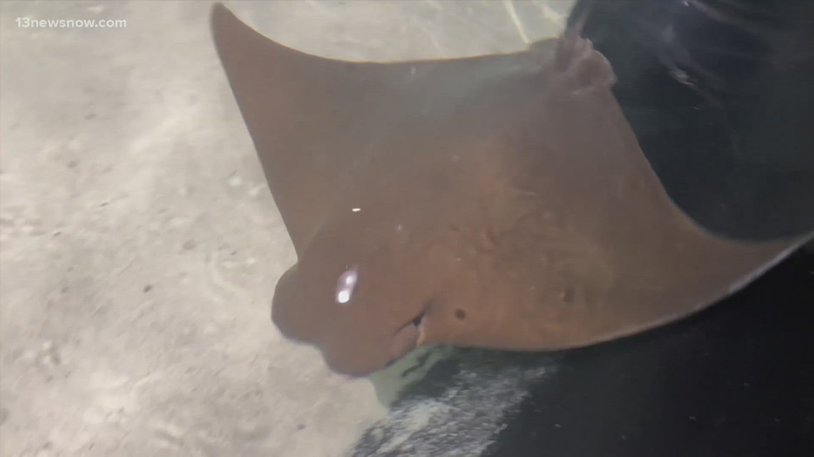 Marine experts give tips for stingray safety as beach season continues