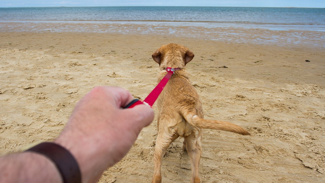 dog beach leash