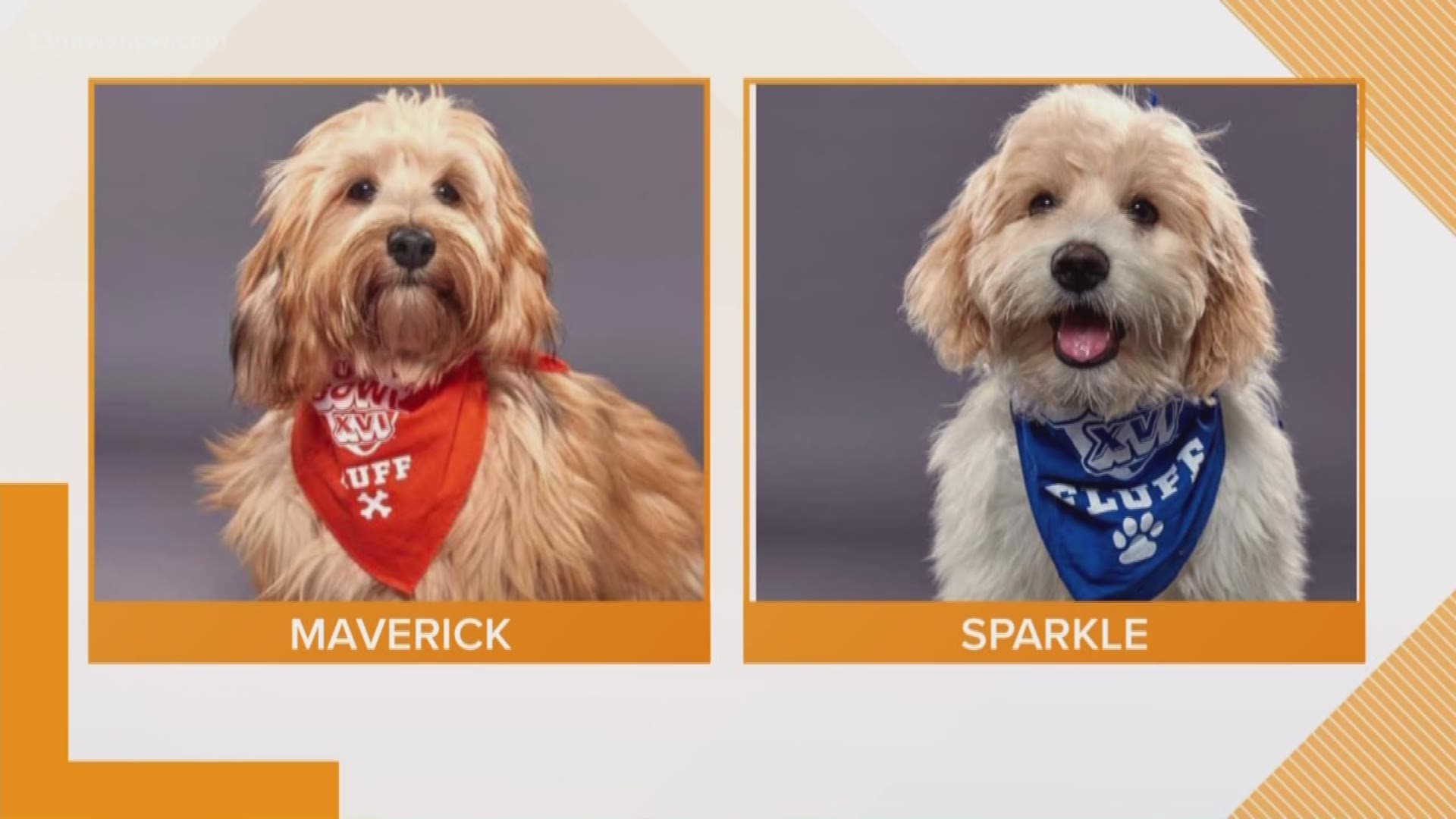 Two pups from the Virginia Beach SPCA will be participating in the cutest sports competition of the year: Animal Planet's Puppy Bowl!