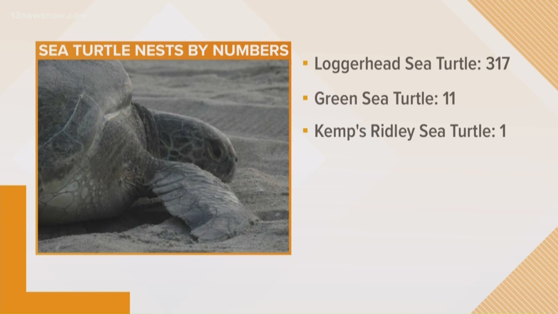 So far in 2019,  326 sea turtle nests have been found at Cape Hatteras National Seashore.