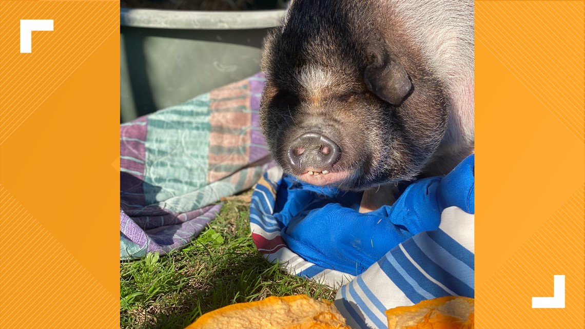 Two teens help rescue a pig who ran loose in Denby Park, Colonial Heights area - Vimarsana News