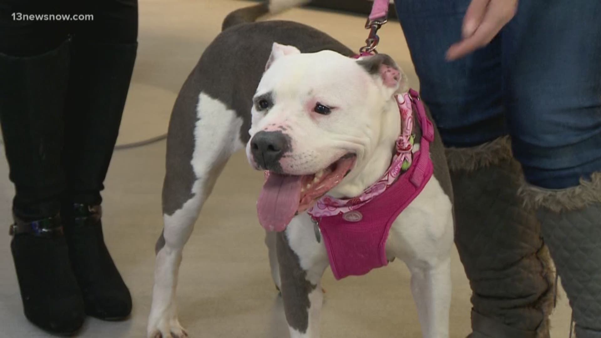 Shayla is a 3-year-old American Stafford Terrier. She's full of energy!