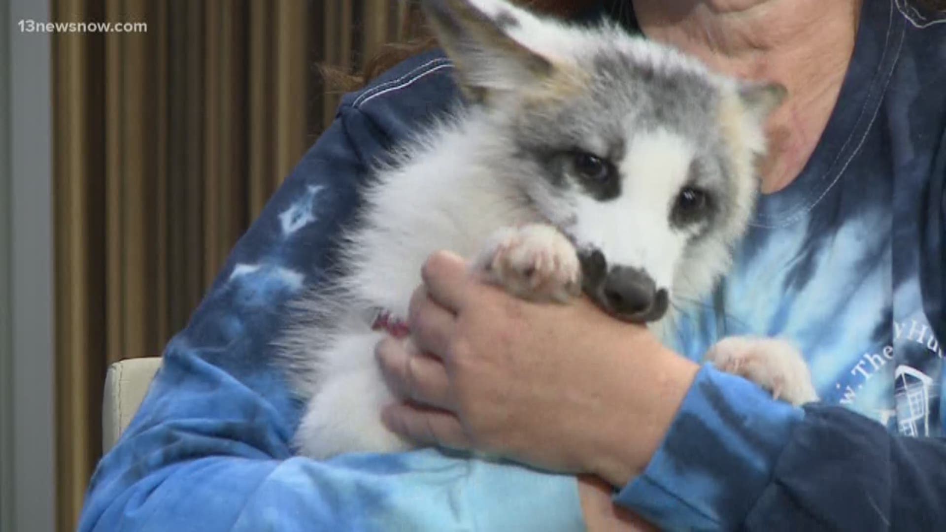 Meet Shio, a marble fox who isn't looking for a home, but is looking for help for his care.
