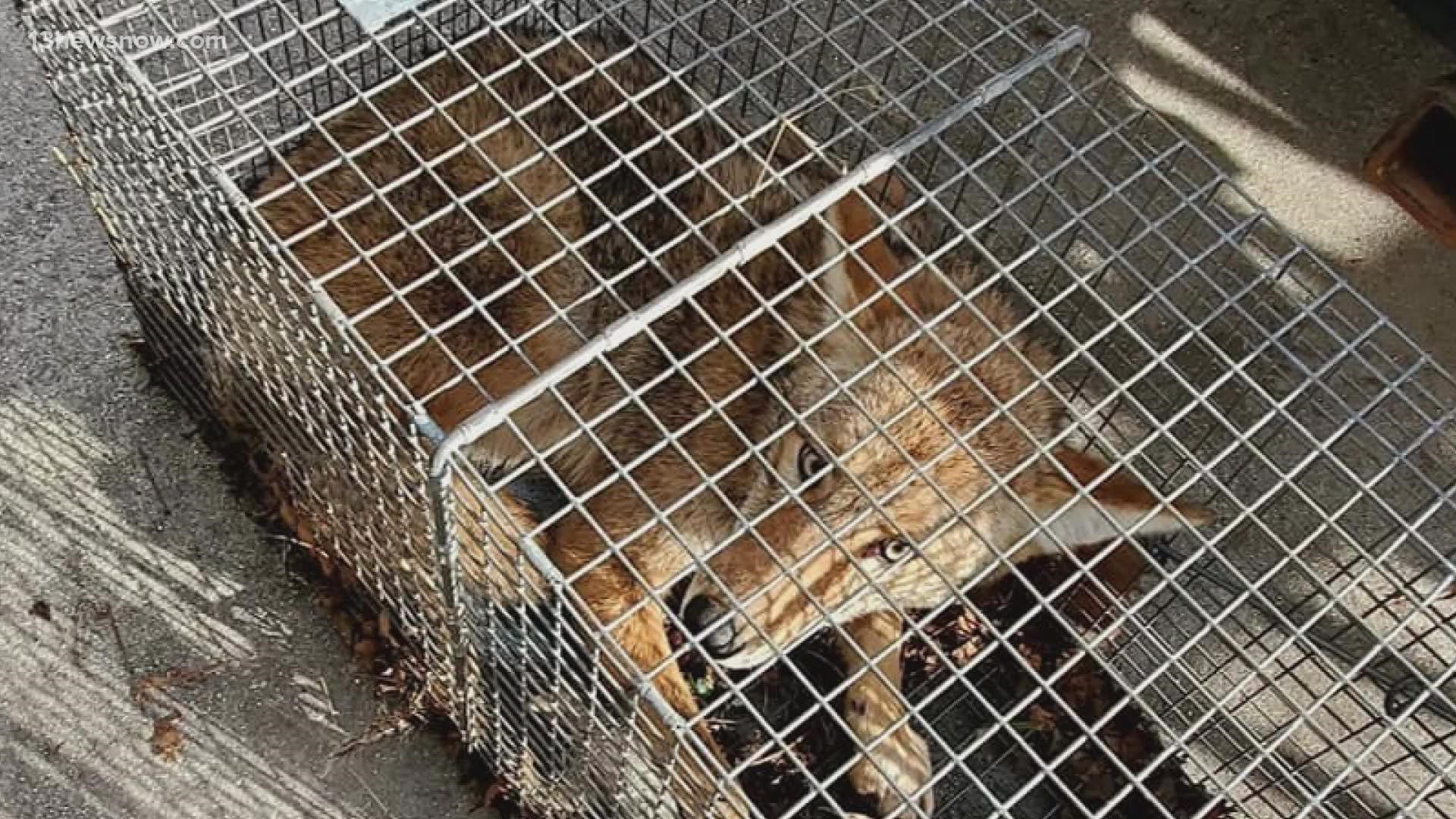 More and more people are reporting coyote sightings in unusual areas of Hampton Roads.