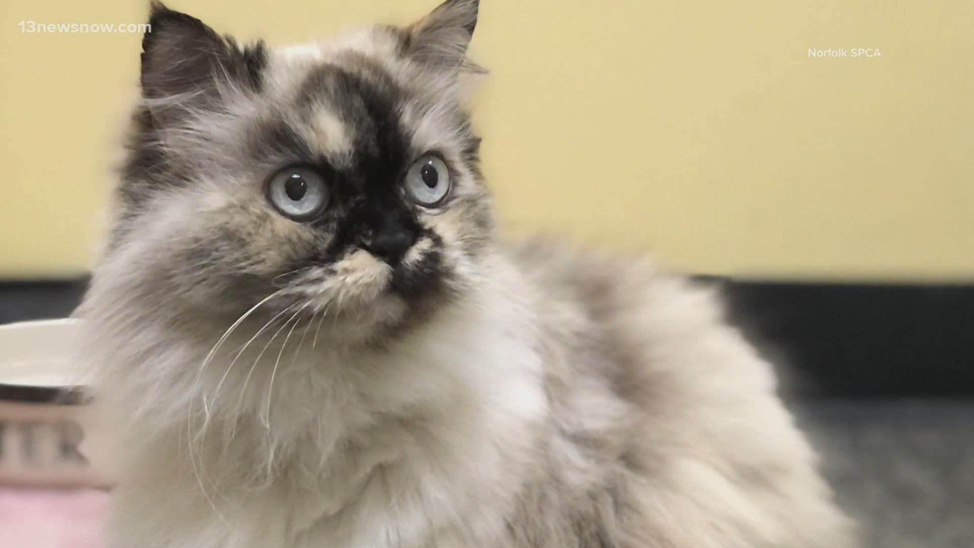 She’s known as “Princess Isabella” to the Norfolk SPCA and now this Princess needs a castle to call home.