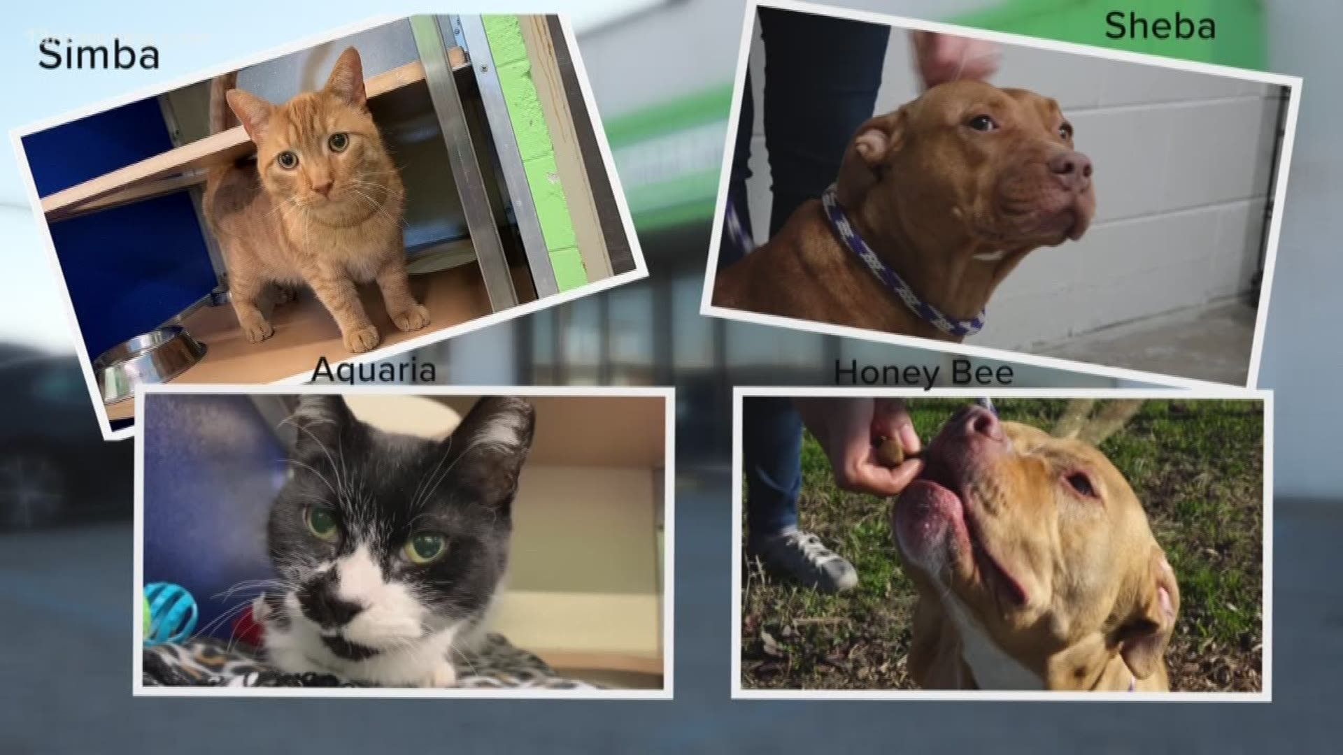 We're taking a look at some furry pals who need a forever home at the Norfolk Animal Care and Adoption Center.