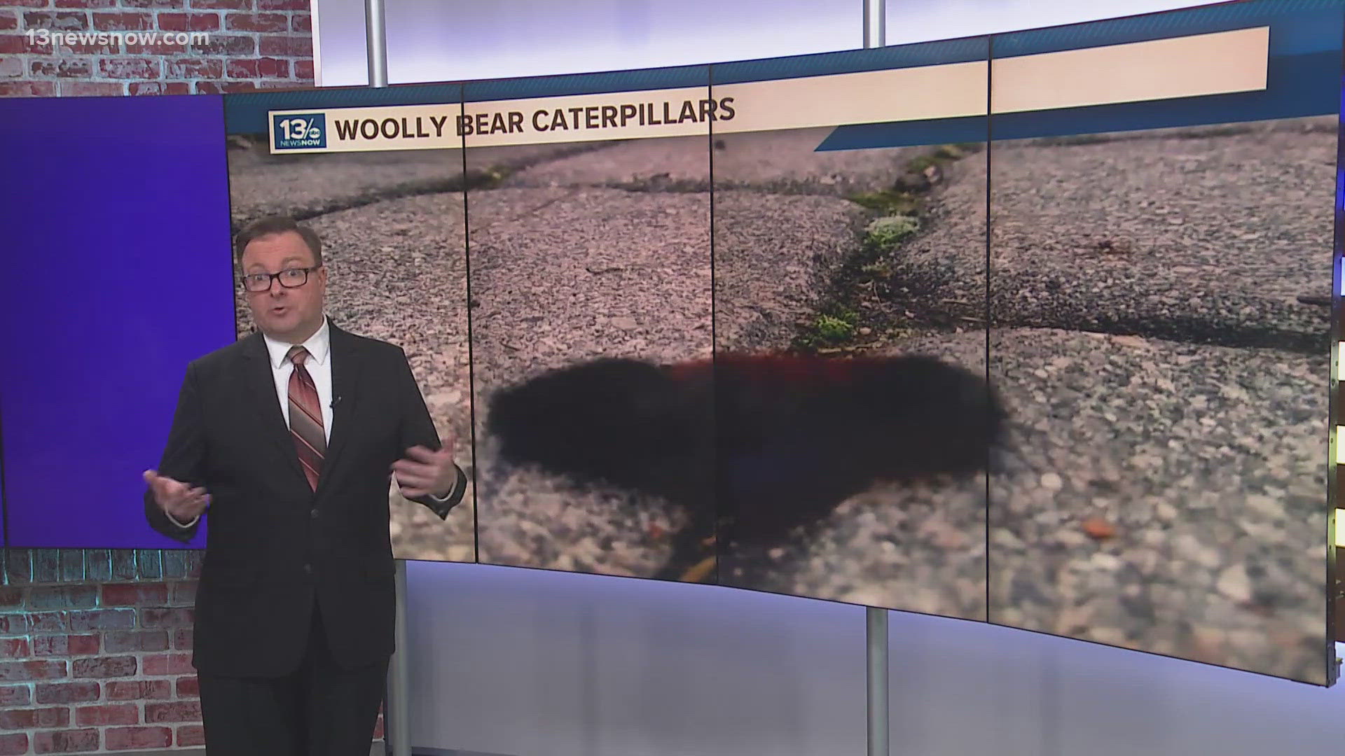 According to folklore, the amount of black on a woolly bear caterpillar can forecast the severity of the upcoming winter.