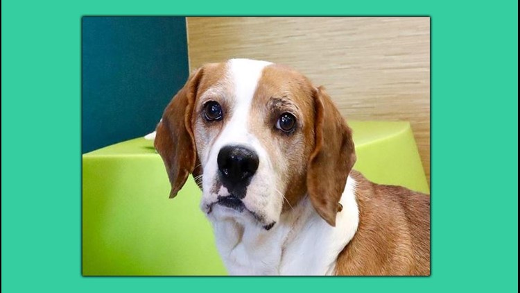 shelter sunday: meet todd, a 3-year-old beagle looking for a