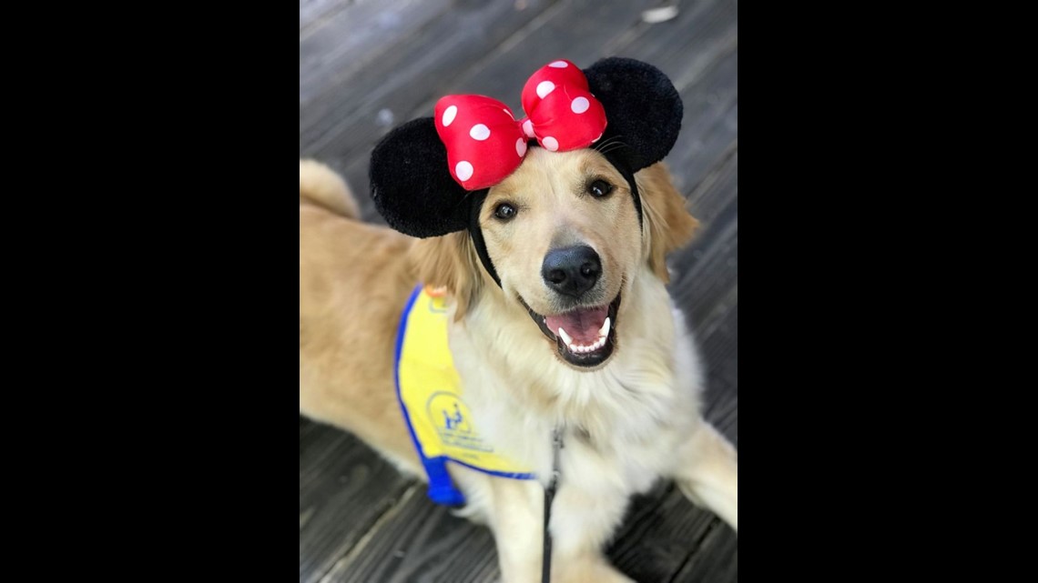Can You Bring Dogs To Disneyland