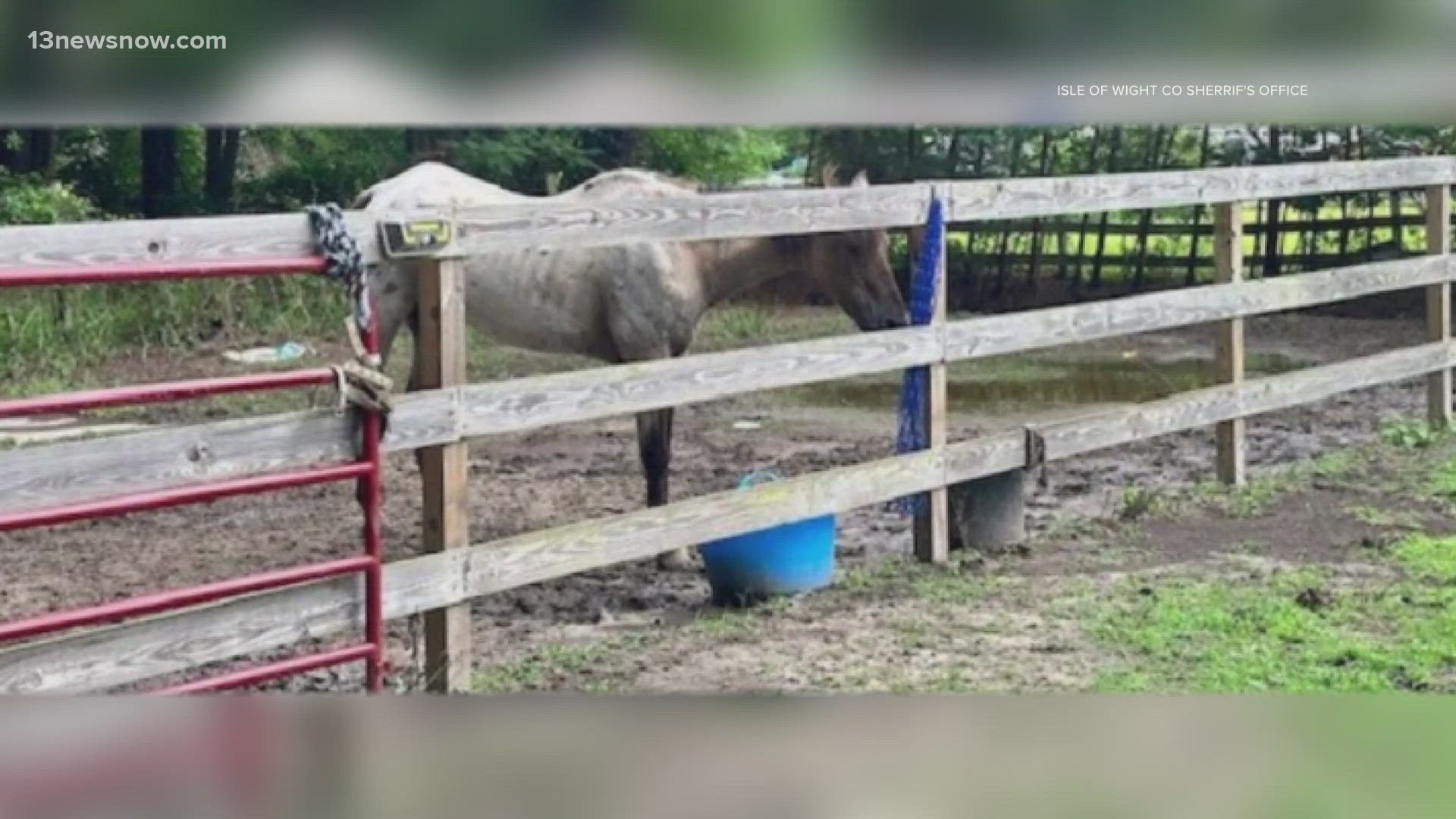 Isle of Wight deputies and animal control officers searched a home in Carrollton on Wednesday after receiving multiple tips of alleged animal abuse.