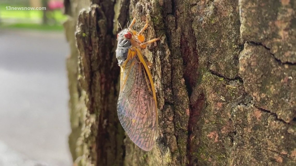 Two separate cicada broods emerging When are the cicadas coming in