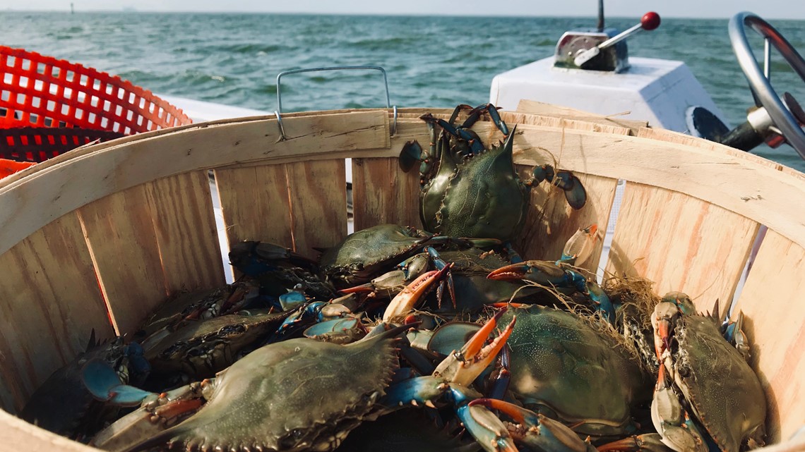 Pandemic prompts extension of crabpot season in Virginia