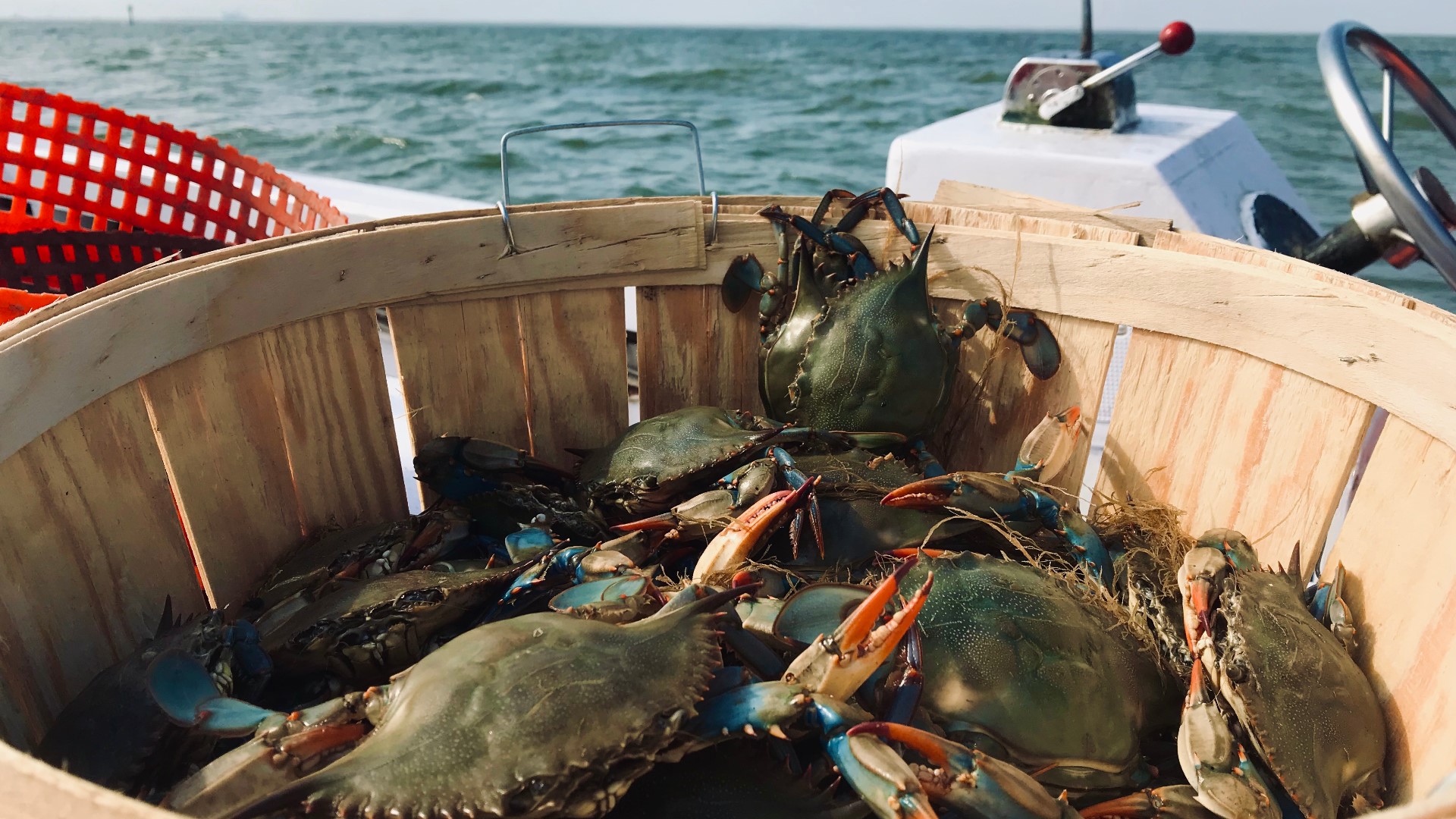 Crab Season 2024 Virginia Coast Ashia Callida