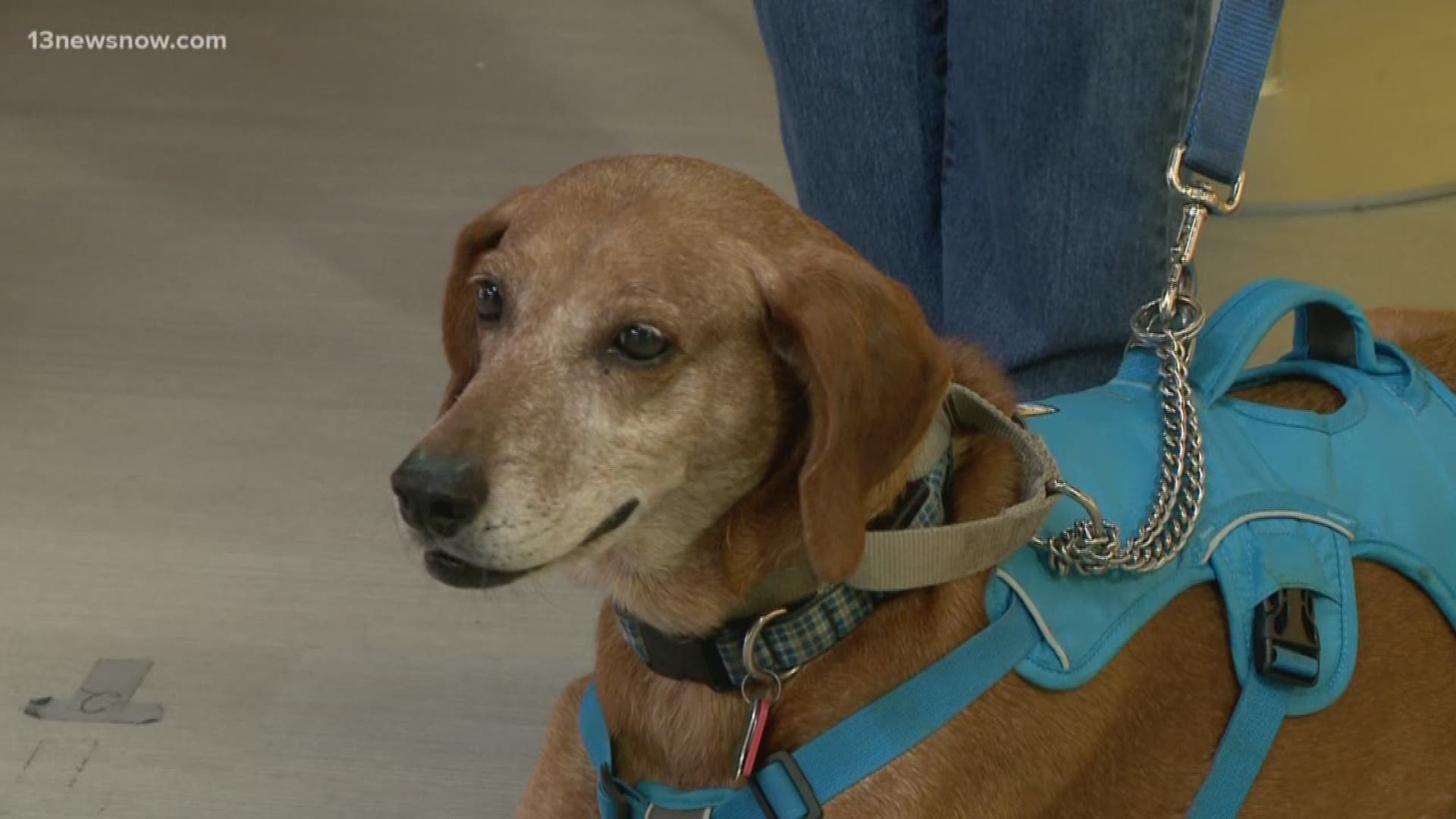Gilbert, a 7-year-old hound, is looking for his forever home.