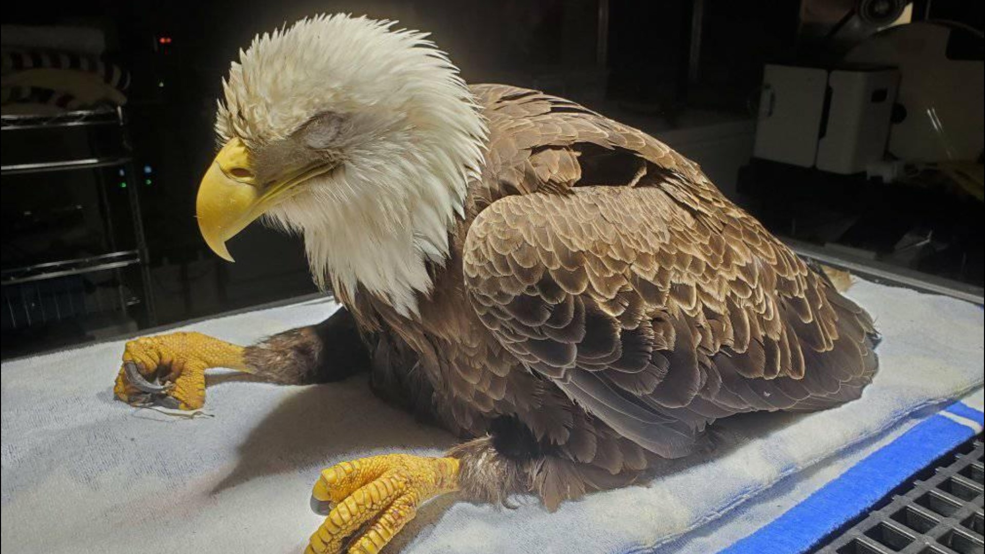 Hatteras Island Wildlife Rehabilitation shared this video of a sick bald eagle that was rescued in Camden County this weekend.