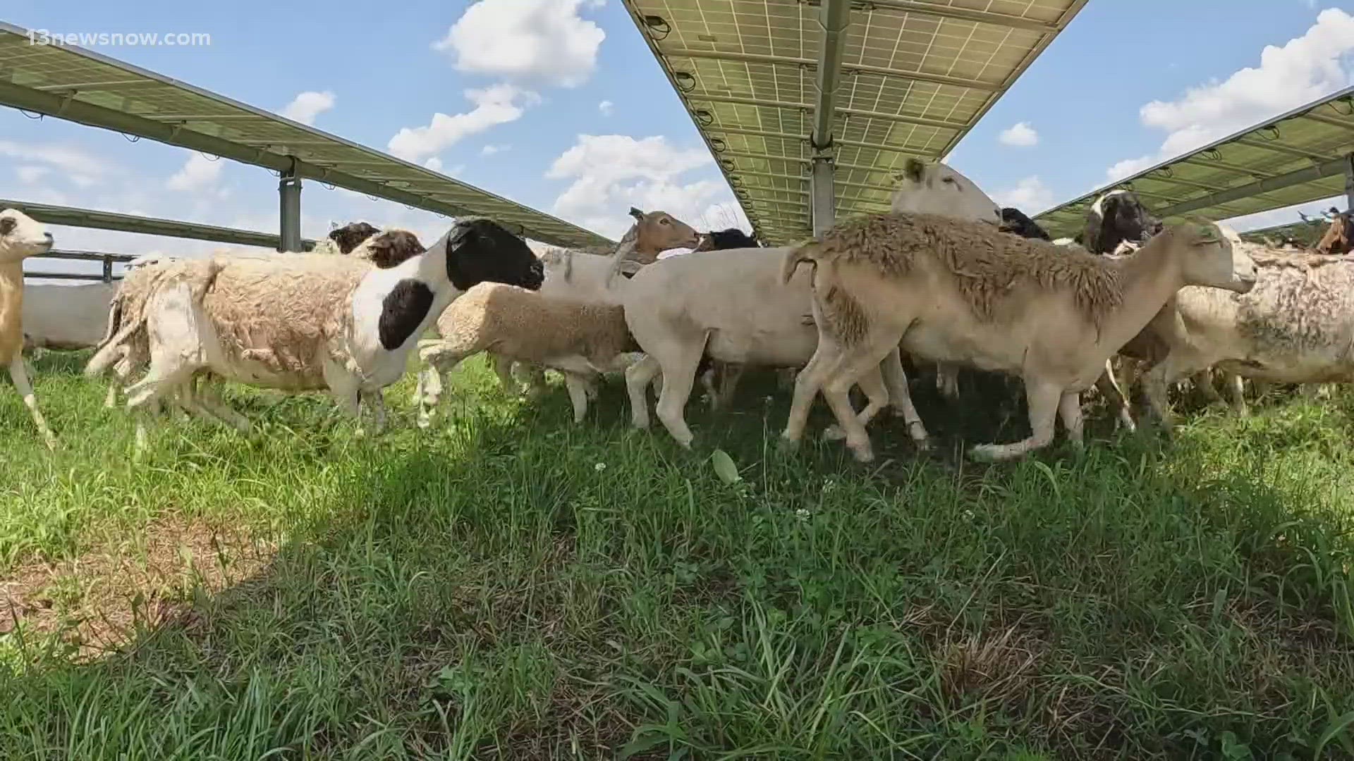 Herds of sheep are popping up on solar farms across Virginia, and are proving they are more than a cute and cuddly addition to the land.