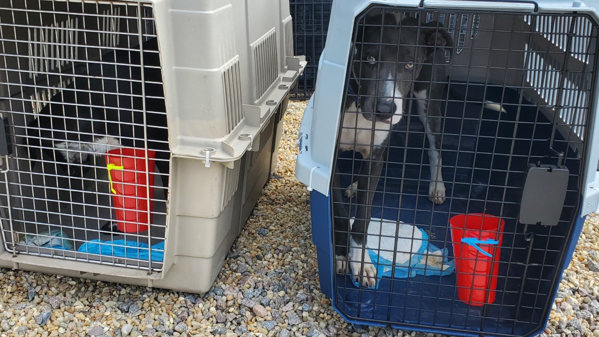 Furry Friends take Flight: Rescue Mission brought pets to Hampton Roads ...