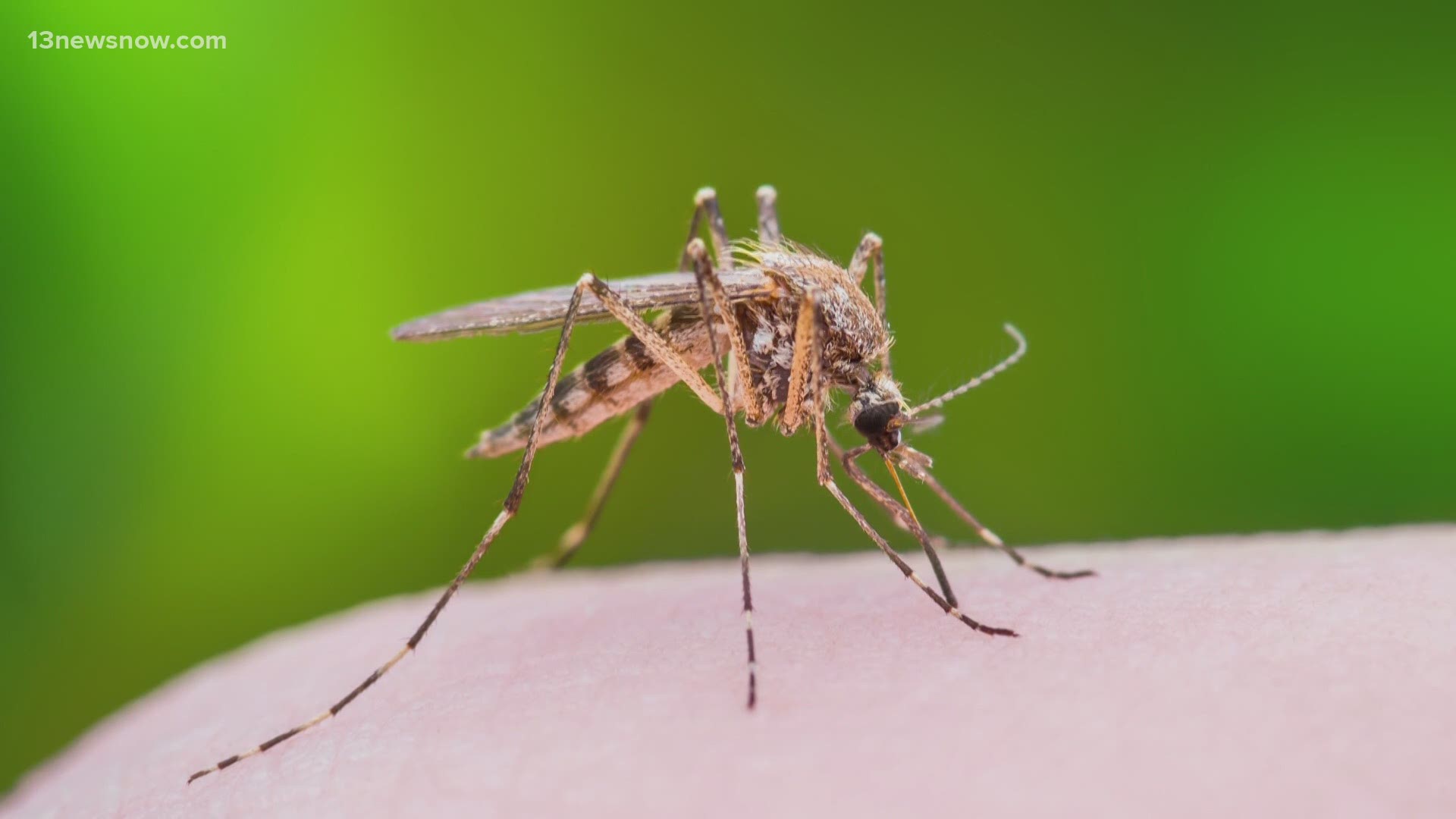 Experts cite an increase in mosquitoes testing positive for disease in Hampton Roads.