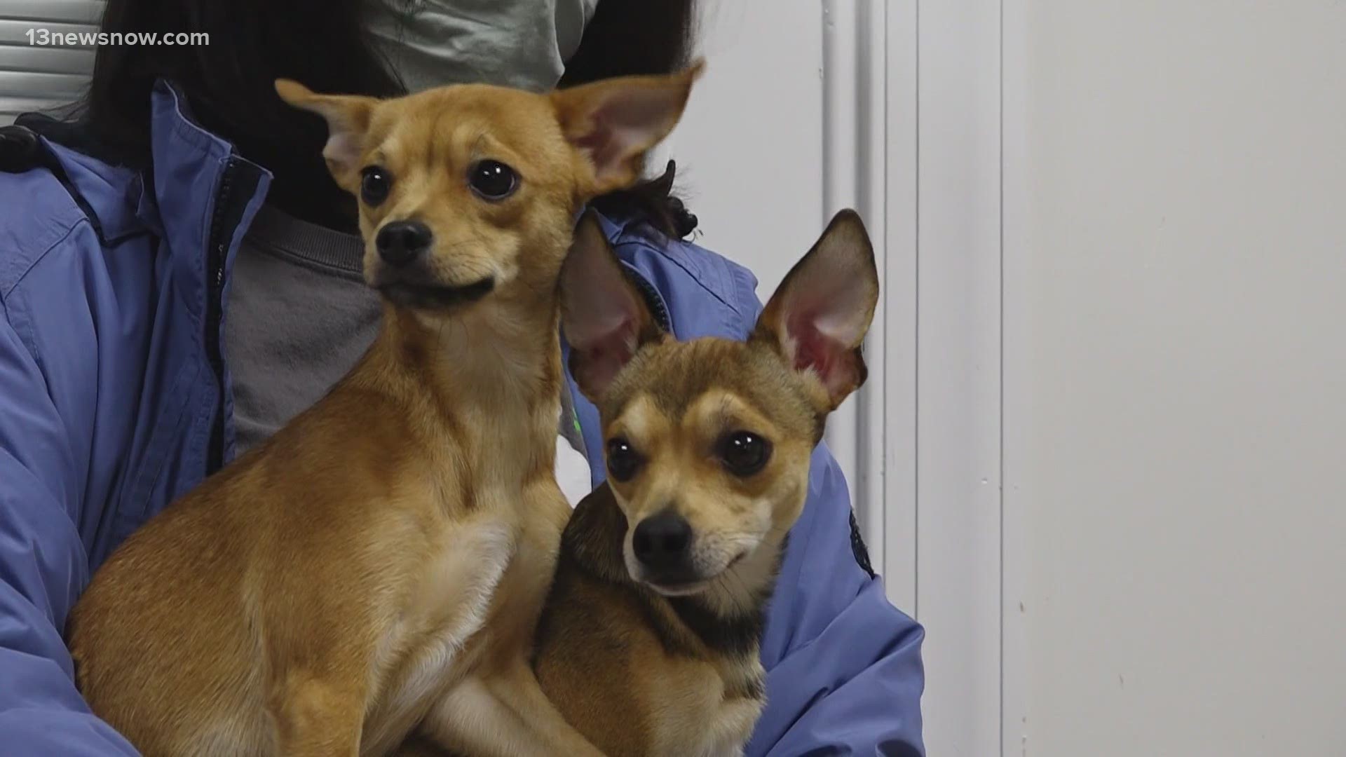 We first told you about Goldie and Hawn, the two chihuahuas who were in search of their forever home, on Bentley and Friends. Good news! Someone adopted them!