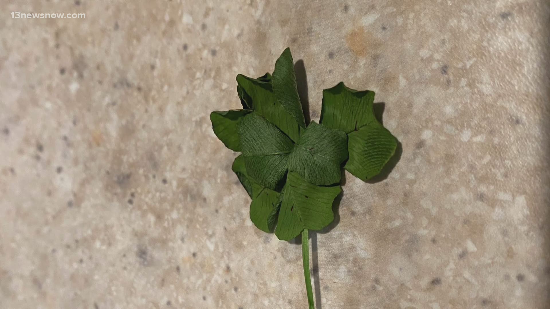 A set of twins in Virginia Beach could be getting extra lucky after they discovered a rare seven-leaf-clover right in their backyard.