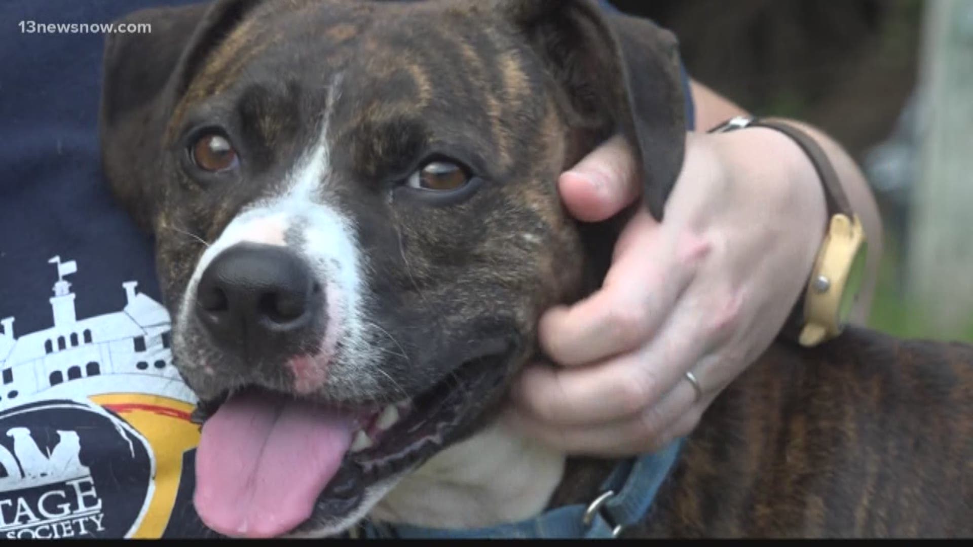 Some four-legged survivors of Hurricane Florence are headed to Hampton Roads.
