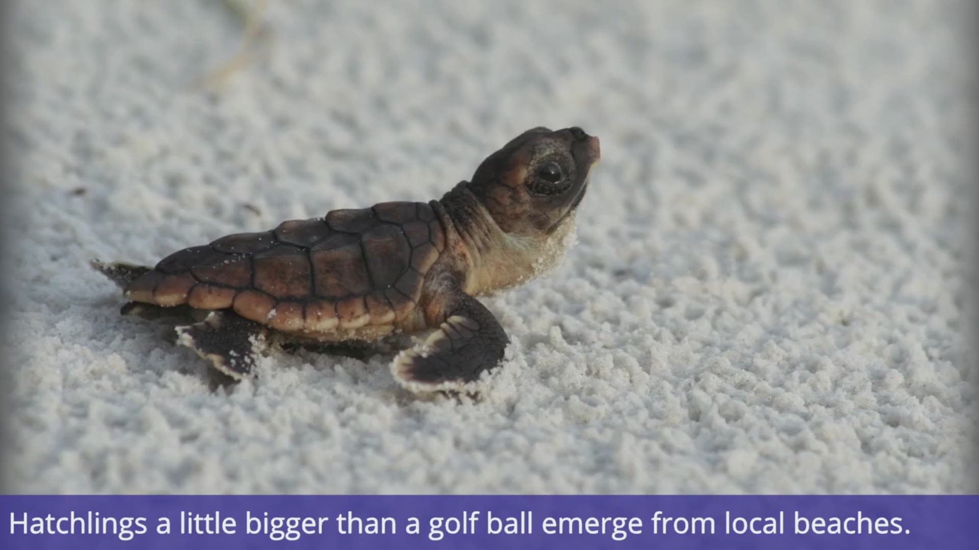 Loggerhead sea turtles are the most common sea turtle found in Southwest Florida. They get their common name from their relatively large heads. Video courtesy Delmarva Now