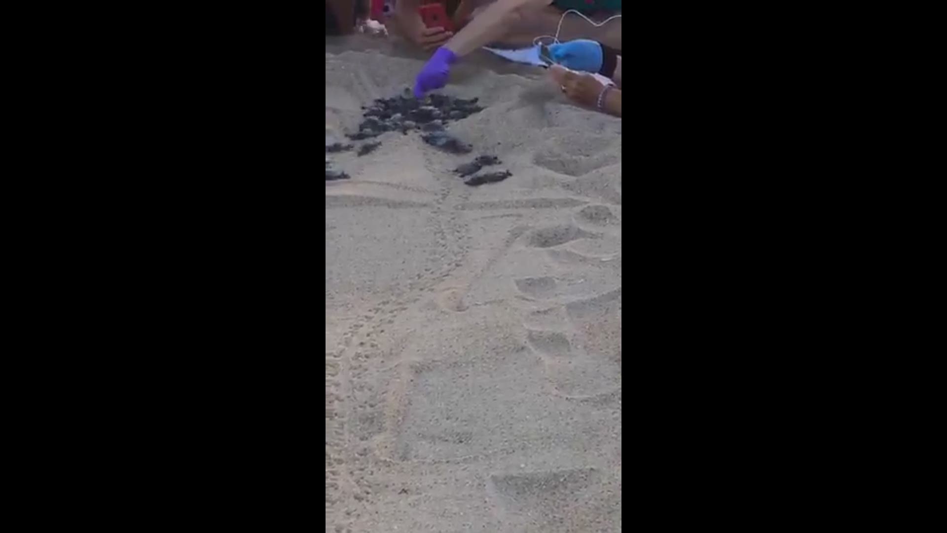 Turtle Explosion Kill Devil Hills experiences population explosion as loggerhead sea ...