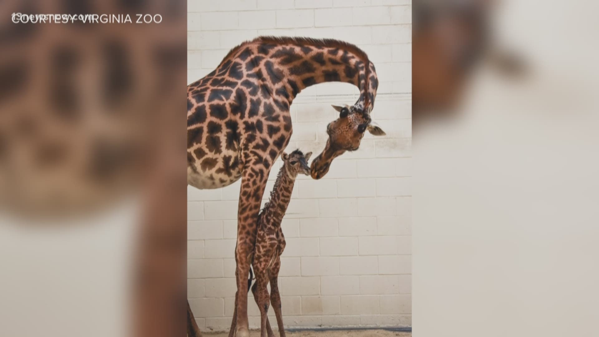 The Virginia Zoo welcomed a baby giraffe! When the unnamed calf was born she weighed over 140 pounds and was almost 6 feet tall.
