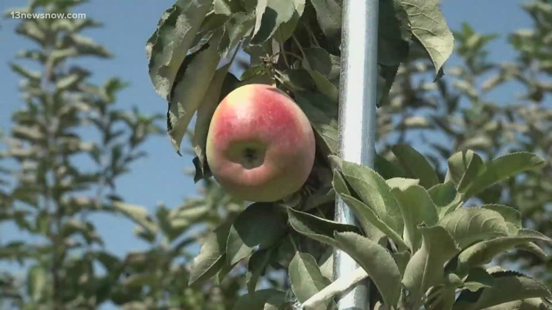 Warmer weather means an earlier bloom, which means "the clock starts early" on the apple's life.