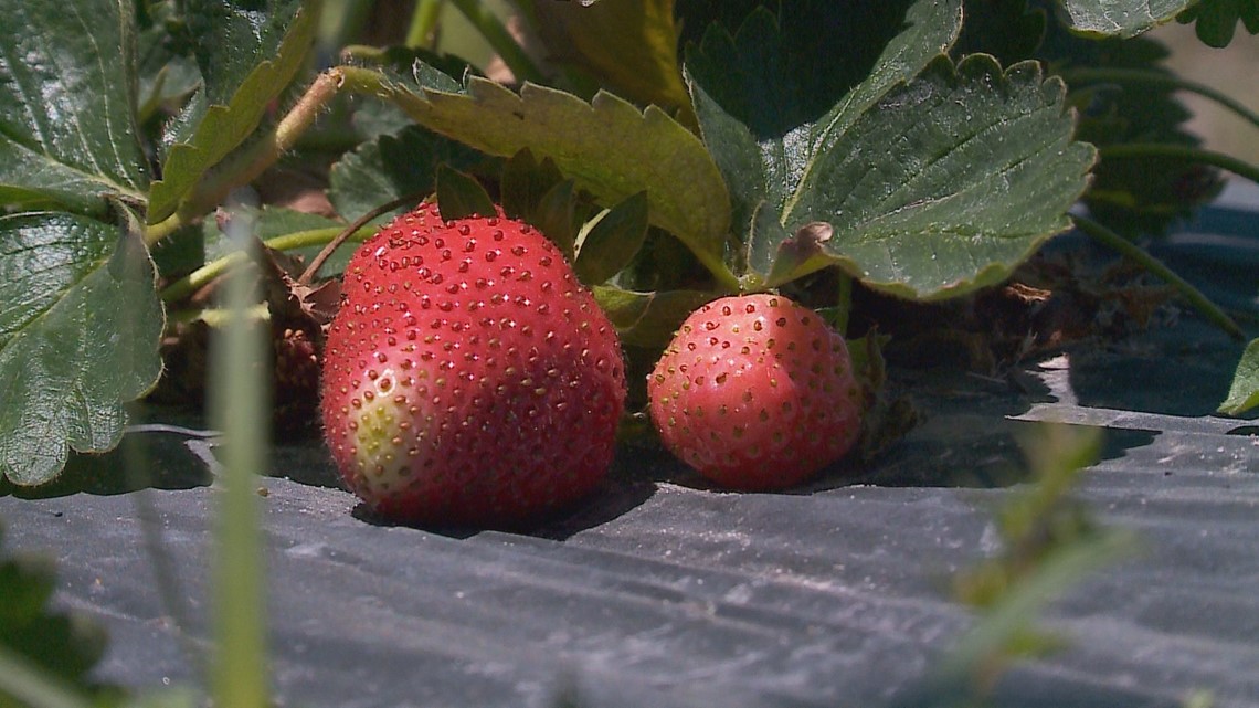 Spring weather causes tricky season for Virginia Beach strawberry farmers - Vimarsana News