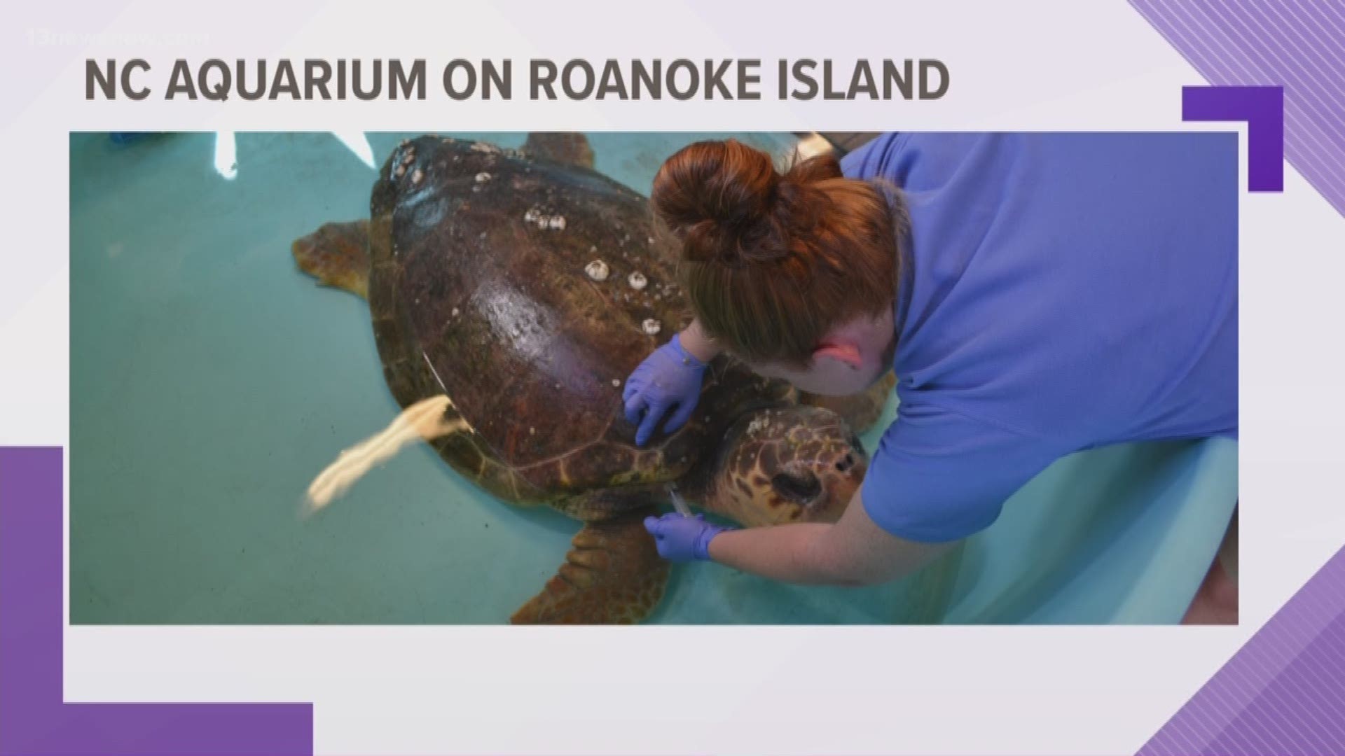 Officials at the aquarium said the 189-pound turtle is receiving fluids and is currently resting.