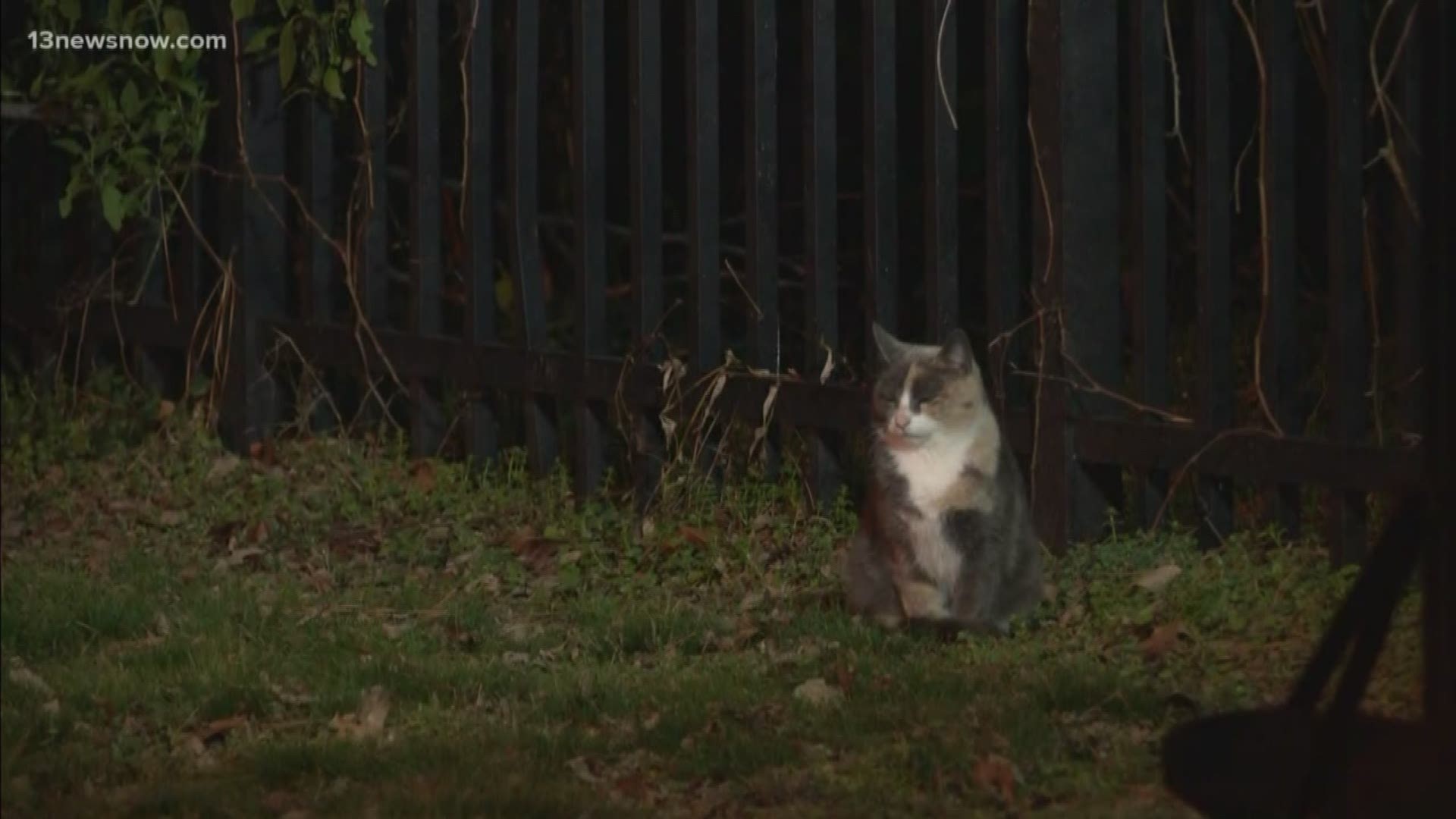 Dozens of cats have made Christopher Newport Park their home. City officials said the cats need to go because they don't fit into new development plans.