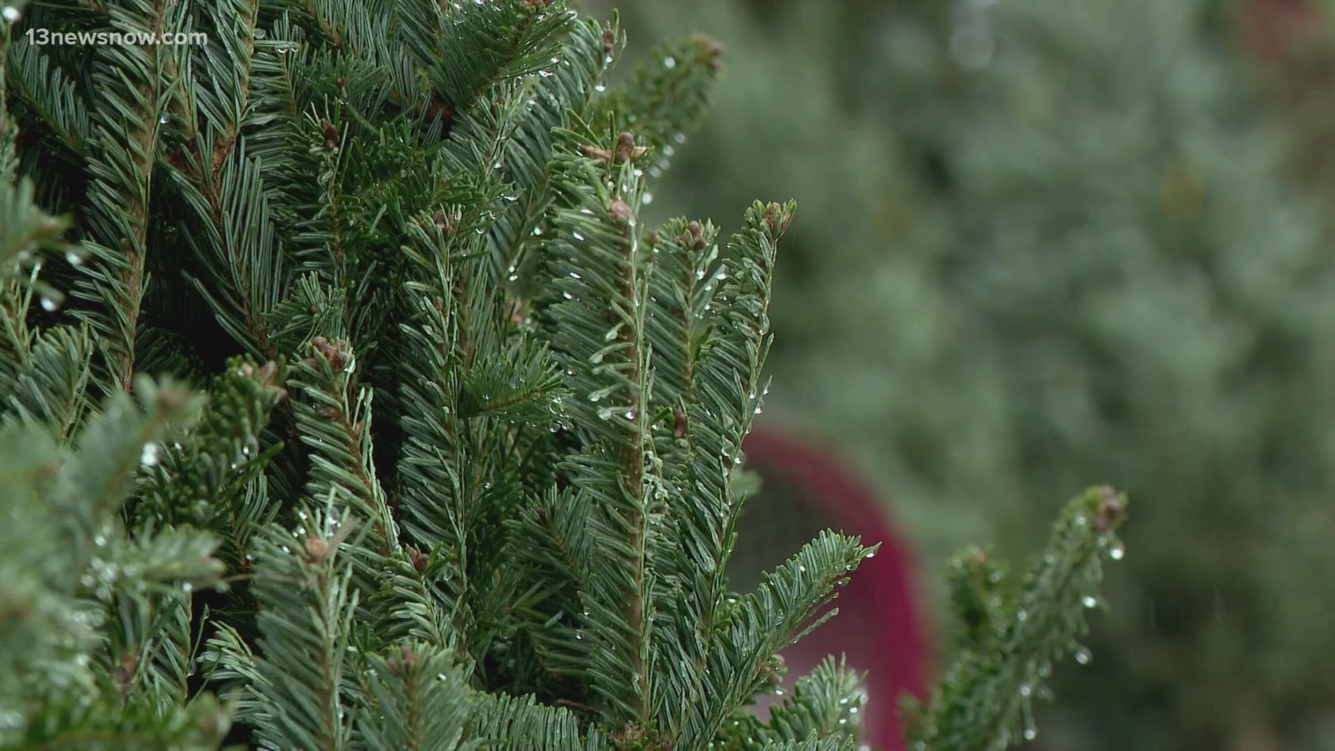 If you bought a live tree, there are ways to get it out of your home while helping the environment too.