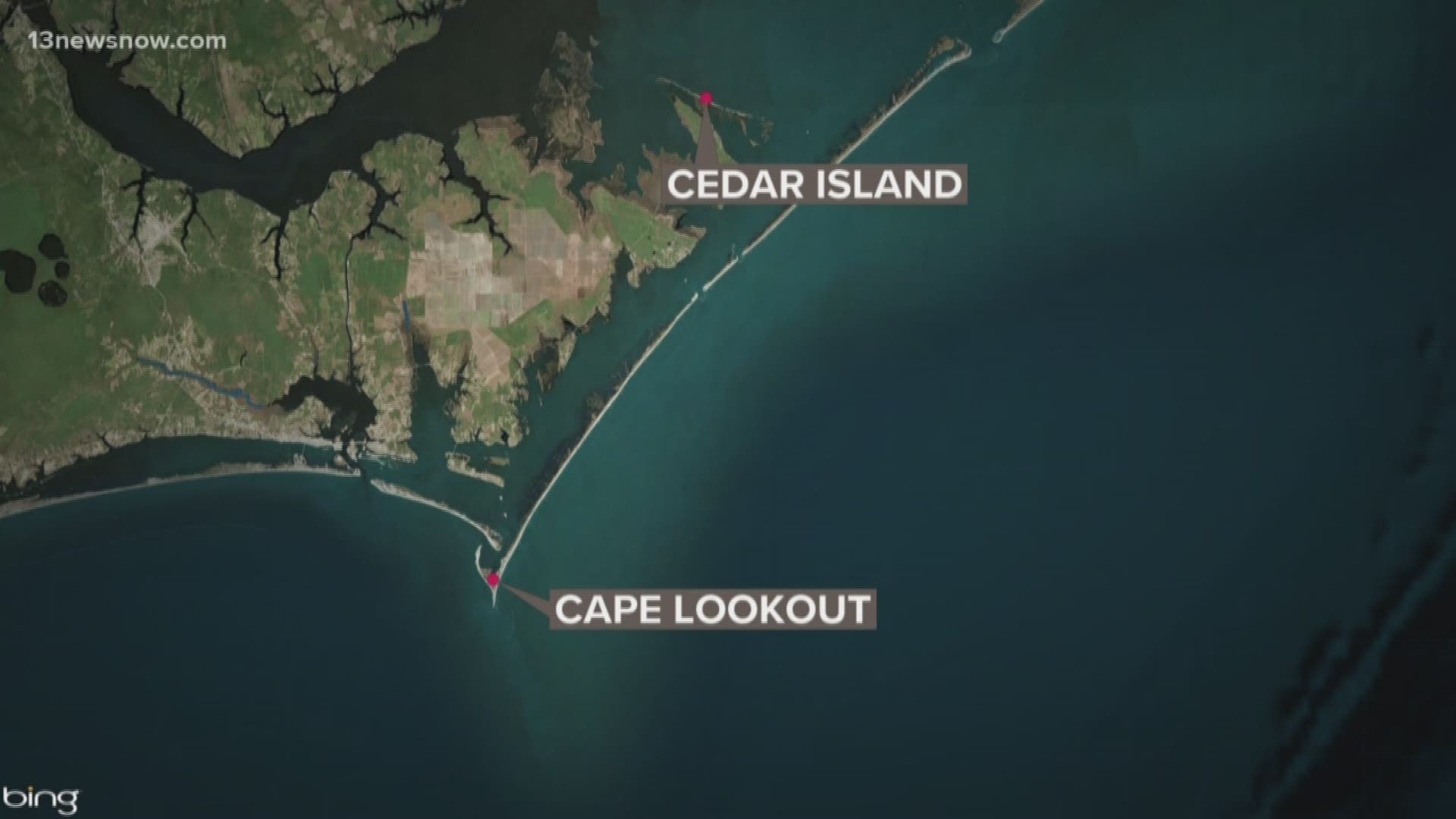 Three cows from Cedar Island washed up on Cape Lookout. Officials believe the cows swam up to 5 miles after they were washed away by Hurricane Dorian.