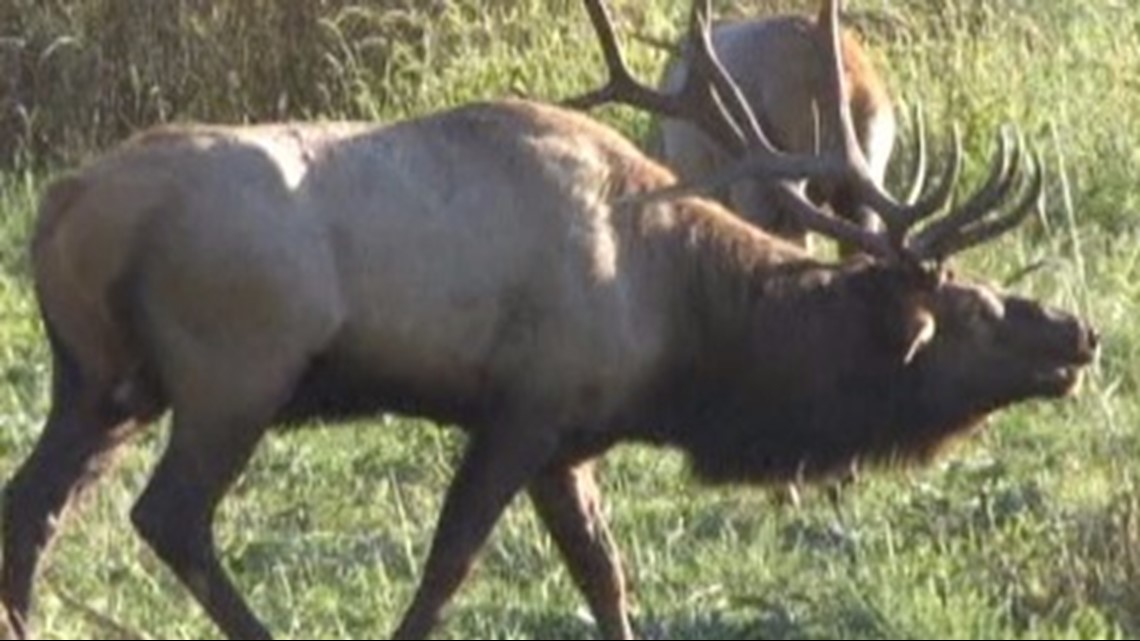 coordinates pa elk cam coordinates pa elk cam