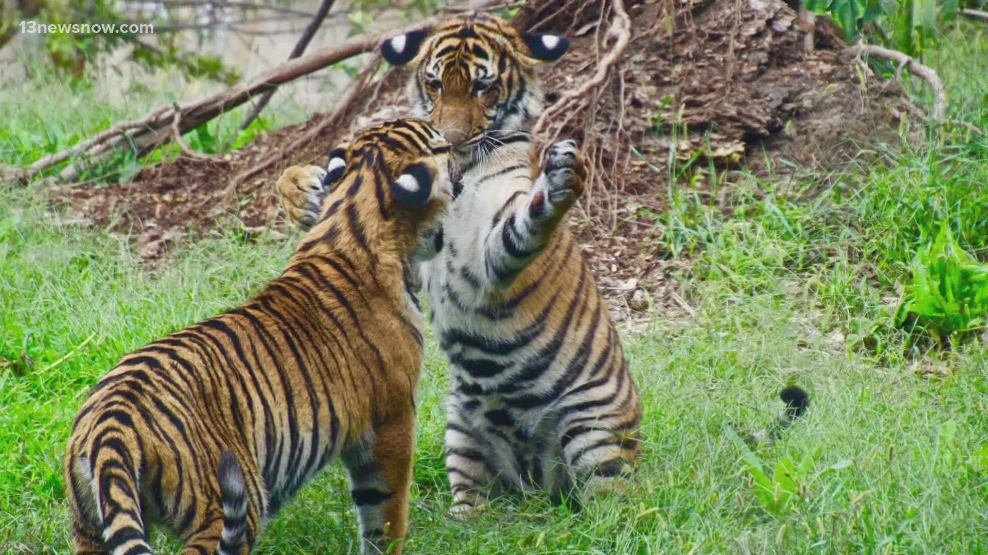 Adorable Baby Tiger Cub Cam Is Here to Give You a Break from Work