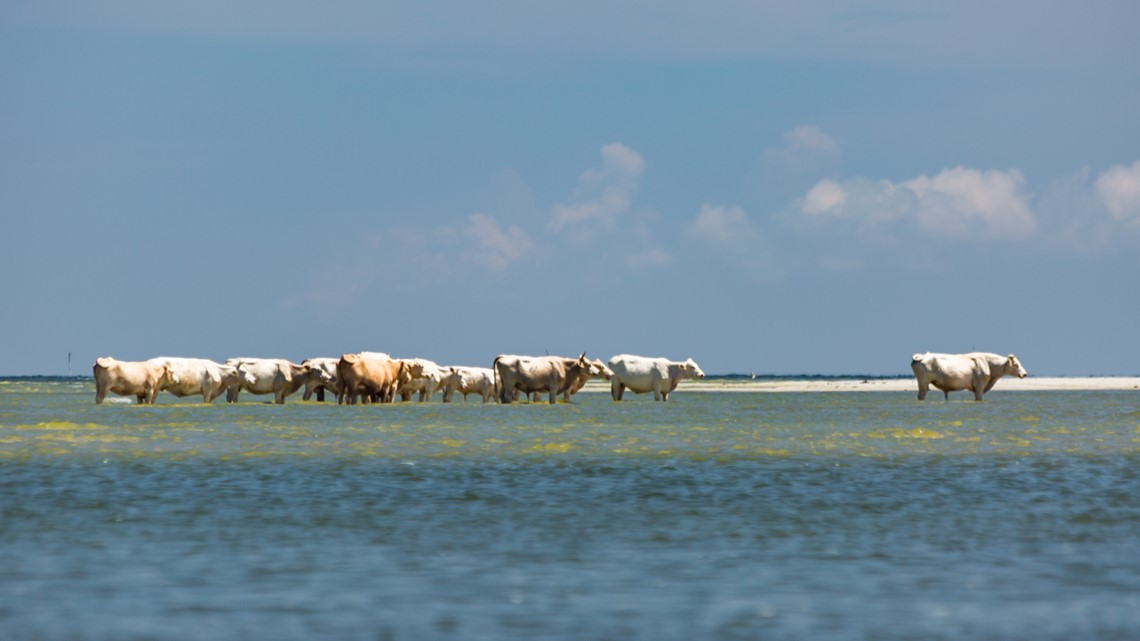 Cows swept away by floodwaters during Hurricane Dorian were found alive  four miles away on an island