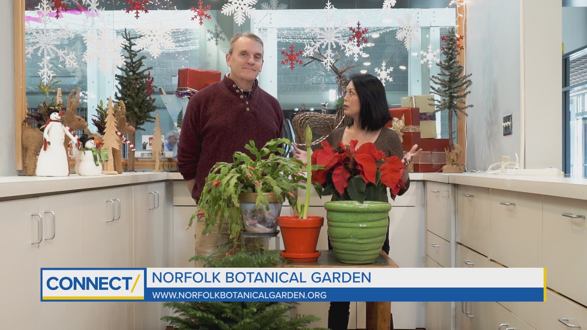 Christmas trees and poinsettias are most popular this time of year, but Norfolk Botanical Garden showed us other plants that are good for the Holiday season.